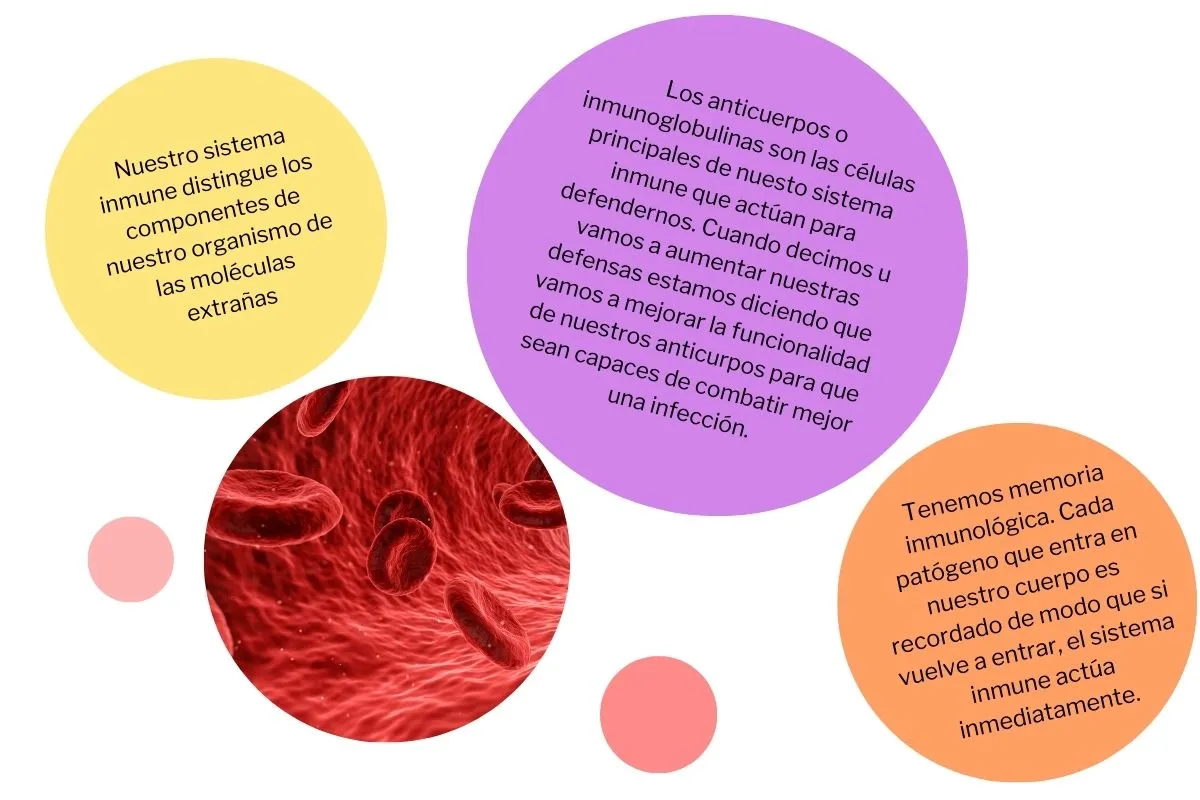 Infografía sistema inmunológico defensas naturales alimentación vitaminas suplementos naturales estilo vida saludable bienestar